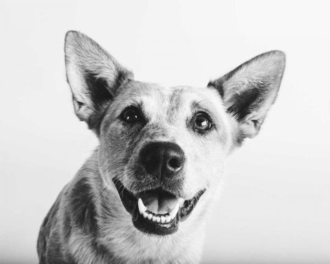 Irma Black Ornate Wood Framed Art Print with Double Matting by Sabo, Susan