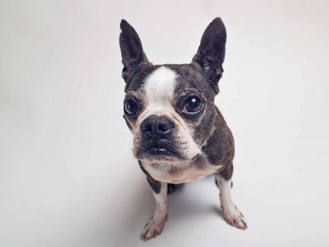 Norton Moses Black Ornate Wood Framed Art Print with Double Matting by Sabo, Susan