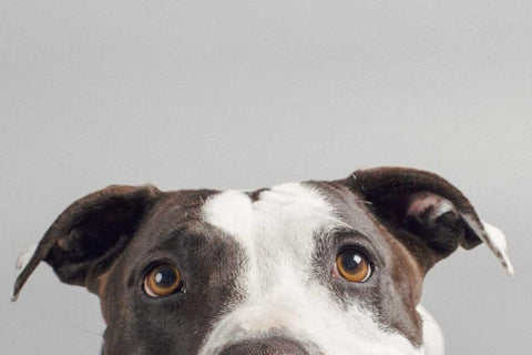 Ruby Black Ornate Wood Framed Art Print with Double Matting by Sabo, Susan