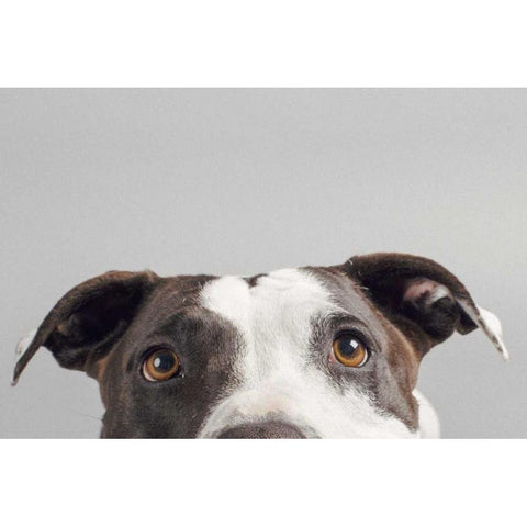 Ruby Black Modern Wood Framed Art Print by Sabo, Susan