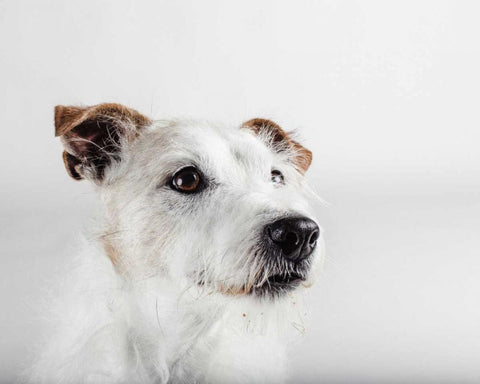 Spike Zuck White Modern Wood Framed Art Print with Double Matting by Sabo, Susan