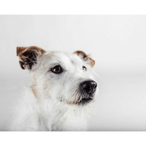 Spike Zuck White Modern Wood Framed Art Print by Sabo, Susan