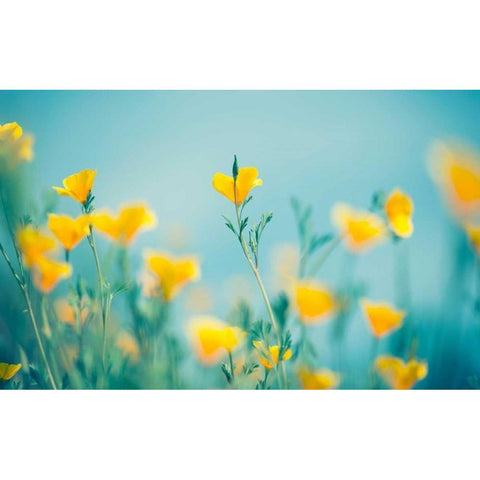 California Dream Black Modern Wood Framed Art Print with Double Matting by Sie, Lee