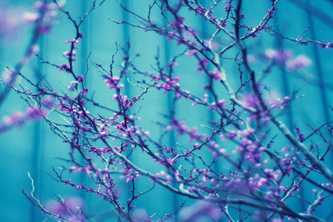 Sacre Bleu Black Ornate Wood Framed Art Print with Double Matting by Sie, Lee