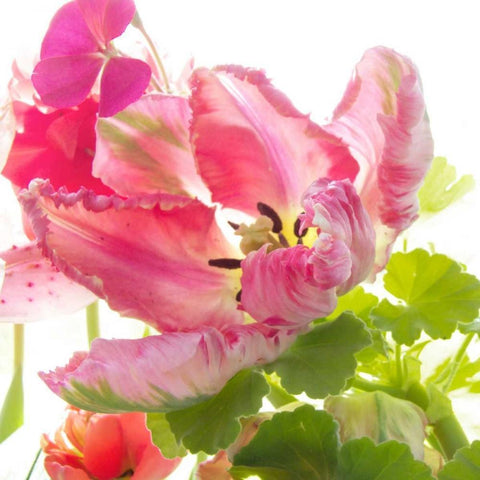 Parrot Tulip One White Modern Wood Framed Art Print by Stalus, Judy