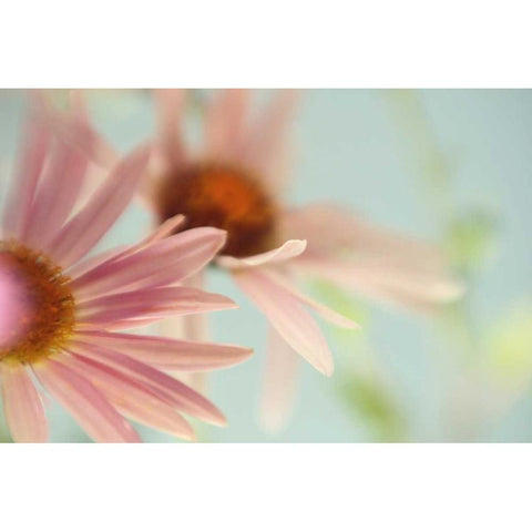 Daisy Days Gold Ornate Wood Framed Art Print with Double Matting by Stalus, Judy