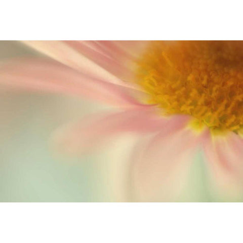 Whisper White Modern Wood Framed Art Print by Stalus, Judy