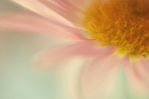 Whisper Black Ornate Wood Framed Art Print with Double Matting by Stalus, Judy