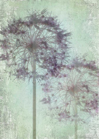 Allium Globe Master Black Ornate Wood Framed Art Print with Double Matting by Stalus, Judy