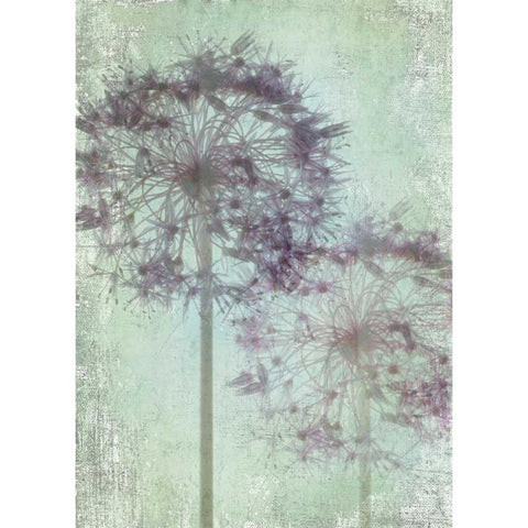 Allium Globe Master Black Modern Wood Framed Art Print by Stalus, Judy