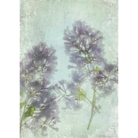 Lilac Black Modern Wood Framed Art Print by Stalus, Judy