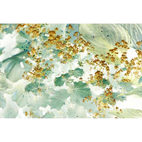 Golden Ladys Mantle White Modern Wood Framed Art Print by Stalus, Judy