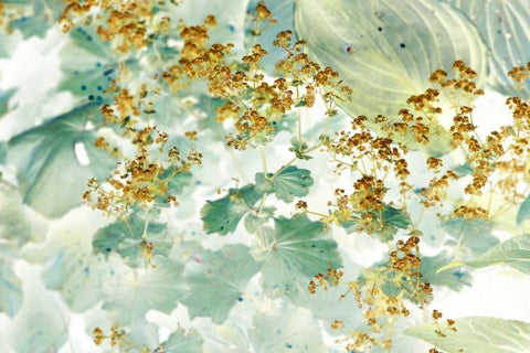 Golden Ladys Mantle White Modern Wood Framed Art Print with Double Matting by Stalus, Judy