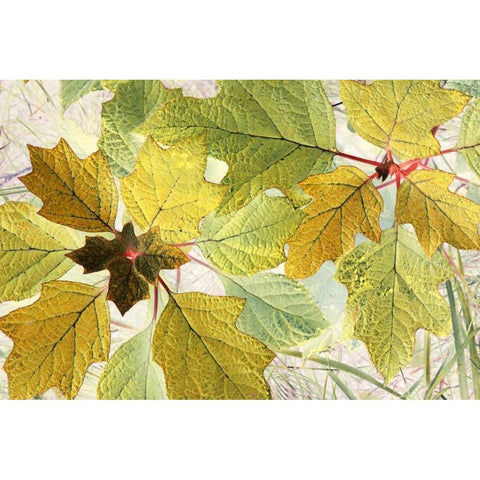 Golden Oak Gold Ornate Wood Framed Art Print with Double Matting by Stalus, Judy