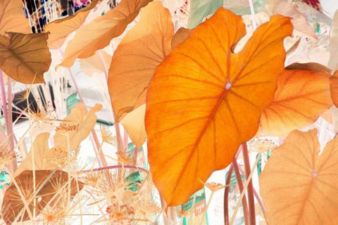 Elephant Ears White Modern Wood Framed Art Print with Double Matting by Stalus, Judy