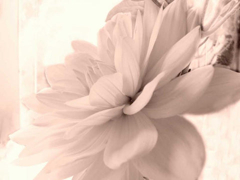 Pink Dahlia 1 White Modern Wood Framed Art Print with Double Matting by Stalus, Judy