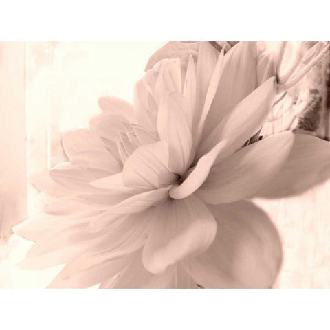 Pink Dahlia 1 Black Modern Wood Framed Art Print by Stalus, Judy