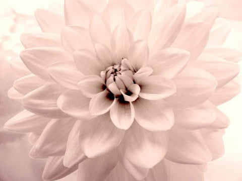 Pink Dahlia 2 Black Ornate Wood Framed Art Print with Double Matting by Stalus, Judy