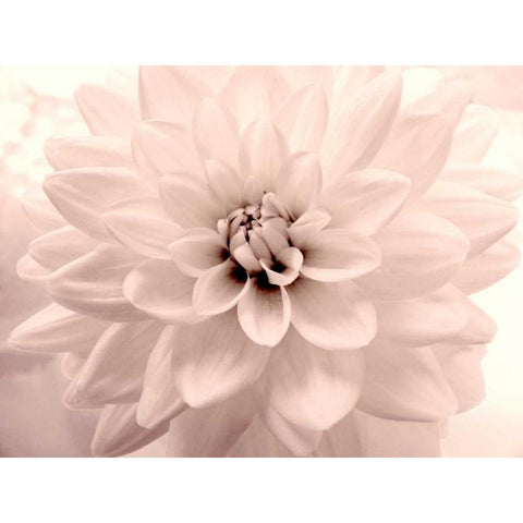 Pink Dahlia 2 Black Modern Wood Framed Art Print by Stalus, Judy