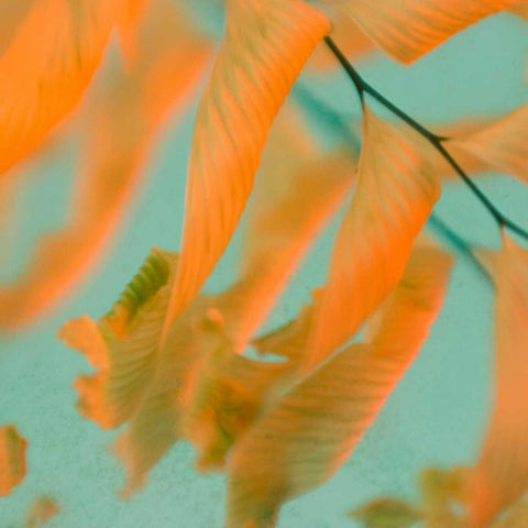 Fern Dance 1 White Modern Wood Framed Art Print with Double Matting by Stalus, Judy