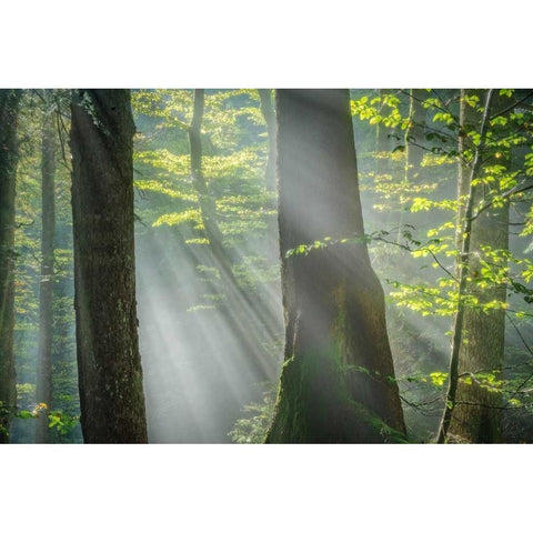 Shower of Light White Modern Wood Framed Art Print by Schneidersmann, Anne