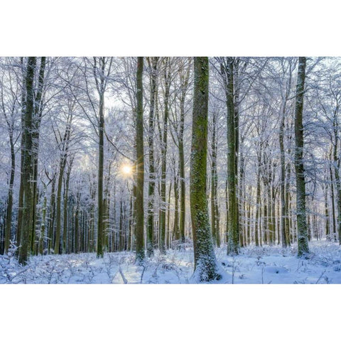 Frosty Forest White Modern Wood Framed Art Print by Schneidersmann, Anne