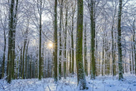 Frosty Forest Black Ornate Wood Framed Art Print with Double Matting by Schneidersmann, Anne