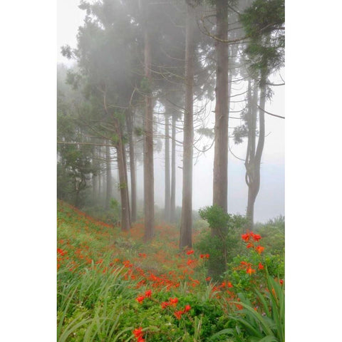 Forest of The Flowers Black Modern Wood Framed Art Print by Schneidersmann, Anne