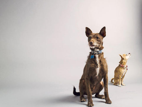 Nope White Modern Wood Framed Art Print with Double Matting by Sabo, Susan