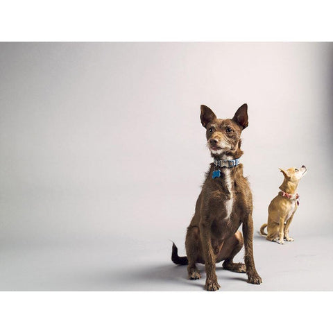 Nope Black Modern Wood Framed Art Print by Sabo, Susan