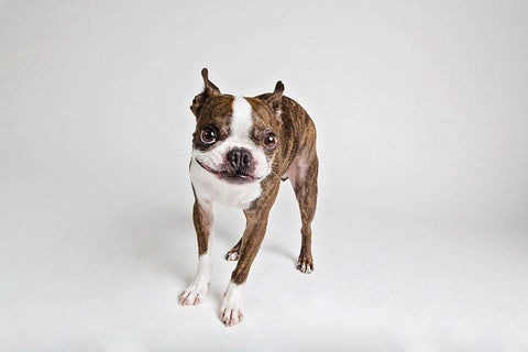 Kevin Black Ornate Wood Framed Art Print with Double Matting by Sabo, Susan