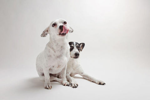 Mouse and Jack White Modern Wood Framed Art Print with Double Matting by Sabo, Susan