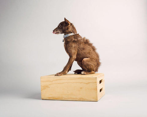 Side Eye Black Ornate Wood Framed Art Print with Double Matting by Sabo, Susan