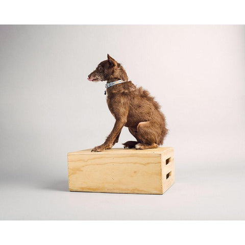 Side Eye Black Modern Wood Framed Art Print by Sabo, Susan