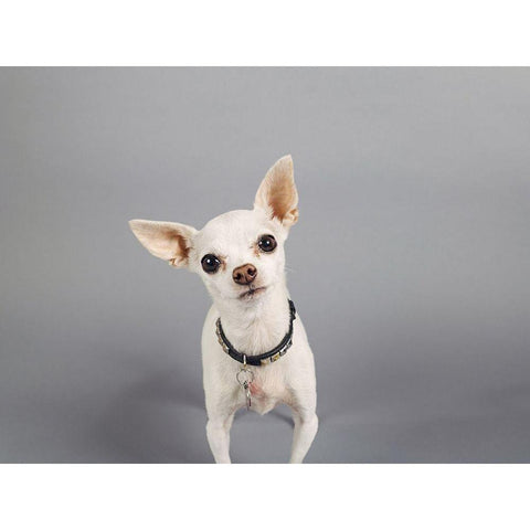 Psssstâ€¦ White Modern Wood Framed Art Print by Sabo, Susan