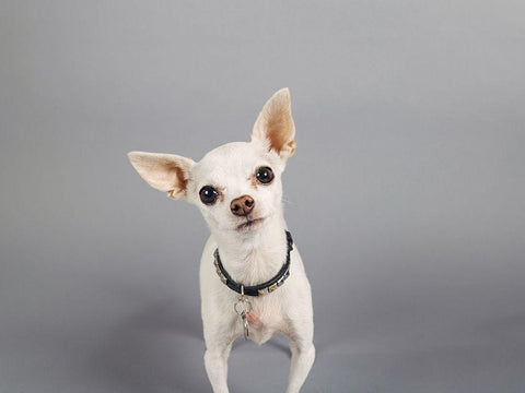 Psssstâ€¦ White Modern Wood Framed Art Print with Double Matting by Sabo, Susan