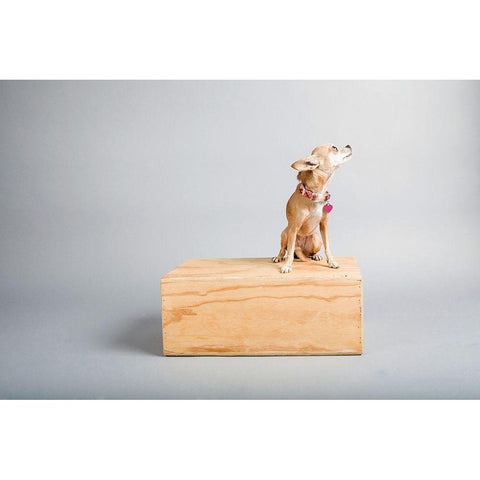 Small Dog, Big World Black Modern Wood Framed Art Print by Sabo, Susan