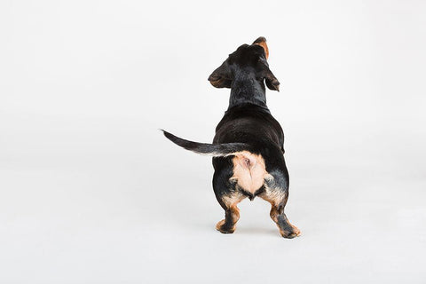 The Butt White Modern Wood Framed Art Print with Double Matting by Sabo, Susan