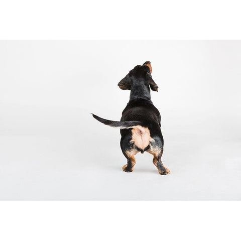 The Butt Black Modern Wood Framed Art Print by Sabo, Susan