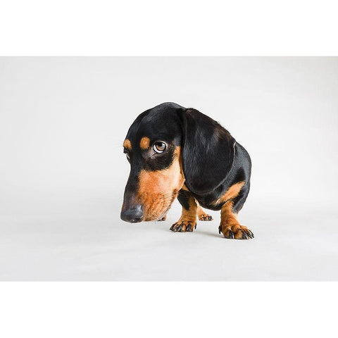 Who, Me? Black Modern Wood Framed Art Print with Double Matting by Sabo, Susan