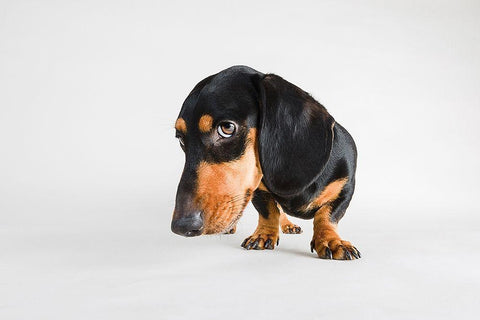 Who, Me? Black Ornate Wood Framed Art Print with Double Matting by Sabo, Susan