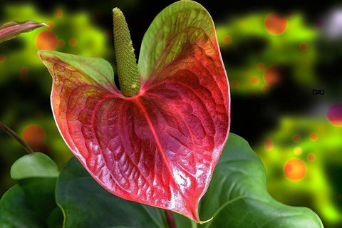 Antherium White Modern Wood Framed Art Print with Double Matting by Spears, Don