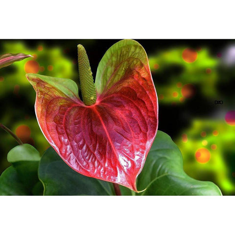 Antherium Black Modern Wood Framed Art Print by Spears, Don