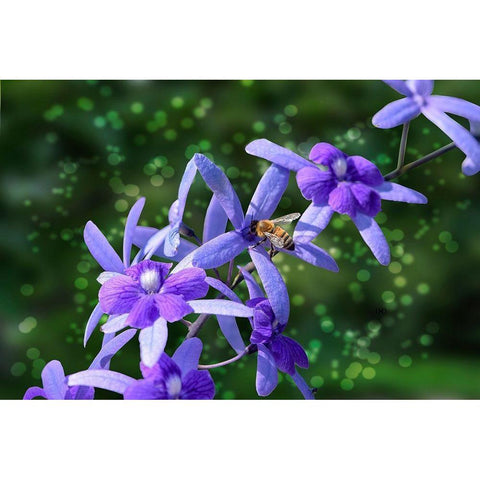 Bee and Purple Flowers Black Modern Wood Framed Art Print with Double Matting by Spears, Don