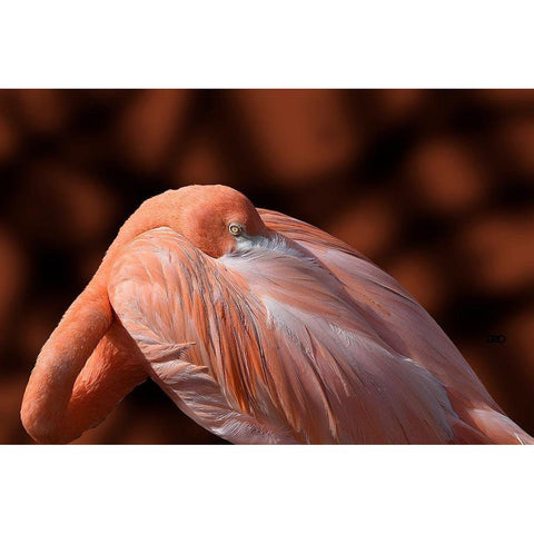 Flamingo White Modern Wood Framed Art Print by Spears, Don