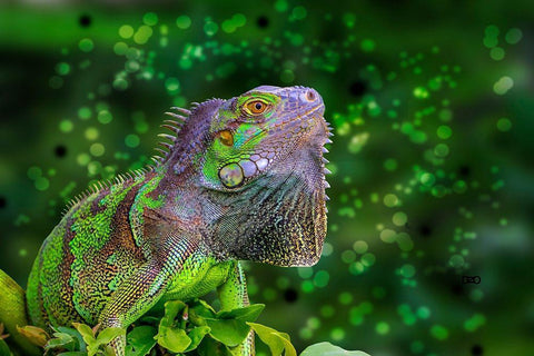 Green Iguana Black Ornate Wood Framed Art Print with Double Matting by Spears, Don