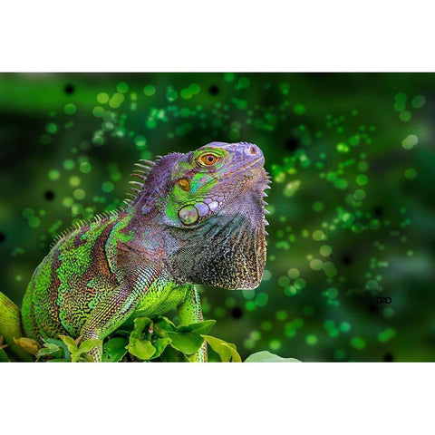 Green Iguana Black Modern Wood Framed Art Print by Spears, Don