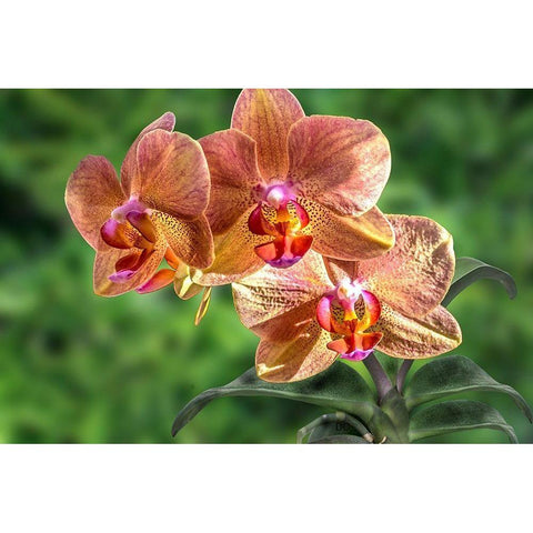 Orange Orchid Gold Ornate Wood Framed Art Print with Double Matting by Spears, Don