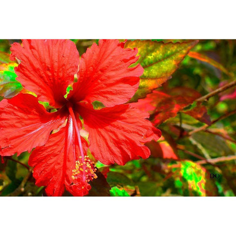 Red Hibiscus Black Modern Wood Framed Art Print by Spears, Don