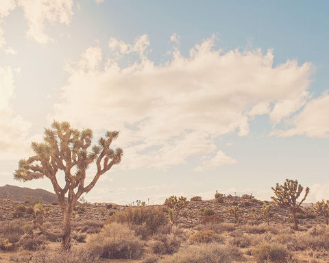 Sunshine and Joshua Trees Black Ornate Wood Framed Art Print with Double Matting by Soffia, Myan